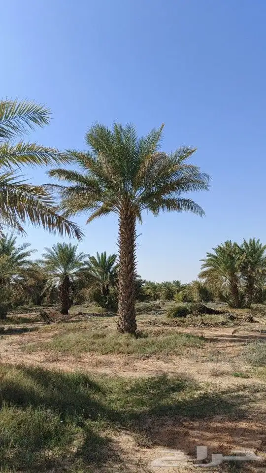نخيل عربي مثمر 4