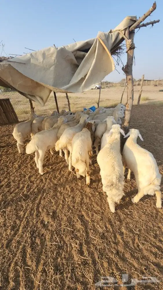 اضاحي طليان حري نظيف (تم البيع) 4