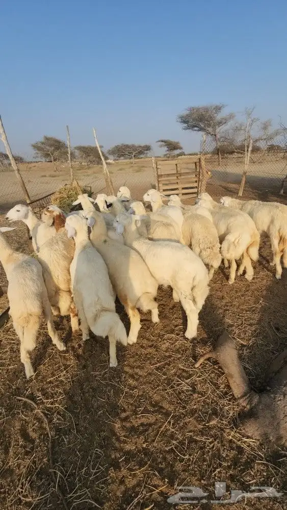اضاحي طليان حري نظيف (تم البيع) 3