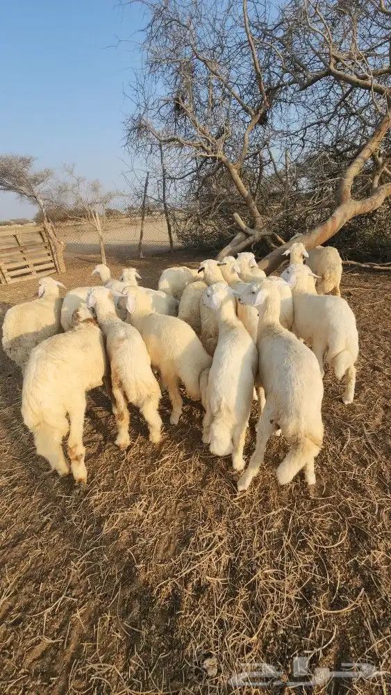 اضاحي طليان حري نظيف (تم البيع) 2