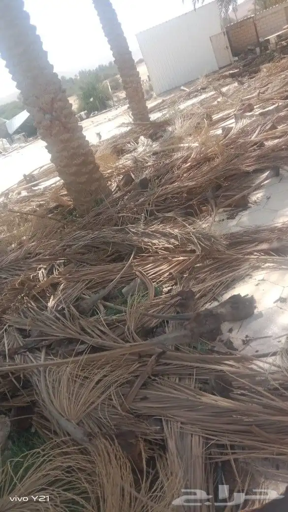جريد نخل 0