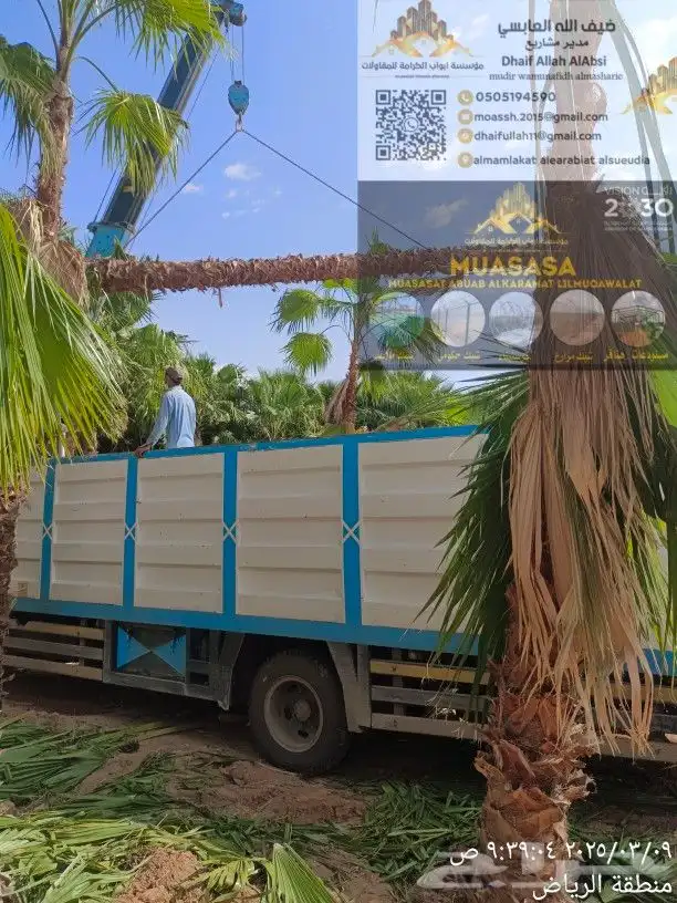 توريد وزراعة جميع انواع النخيل العربي و الوشنطونيا والأشجار 4