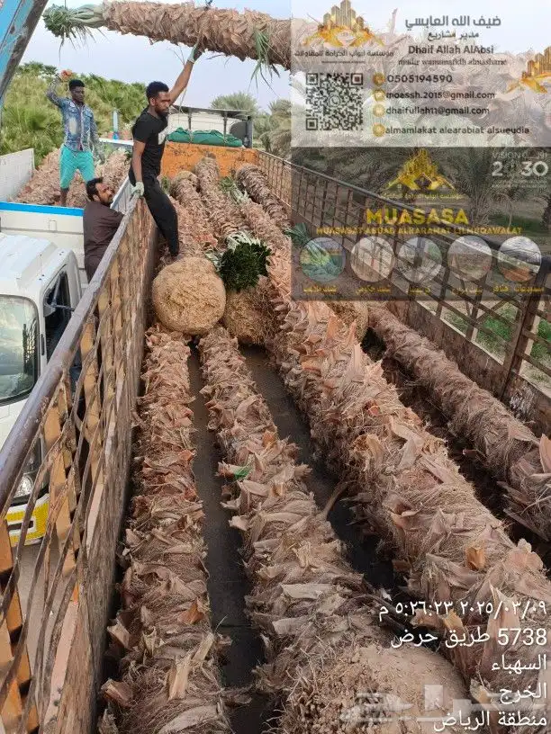 توريد وزراعة جميع انواع النخيل العربي و الوشنطونيا والأشجار 2