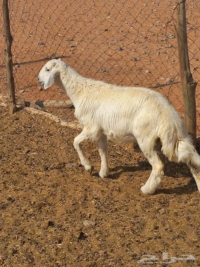 طلي حري طيب 1