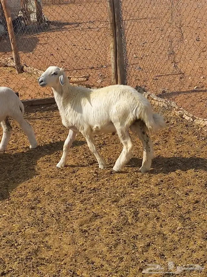 طلي حري طيب 0