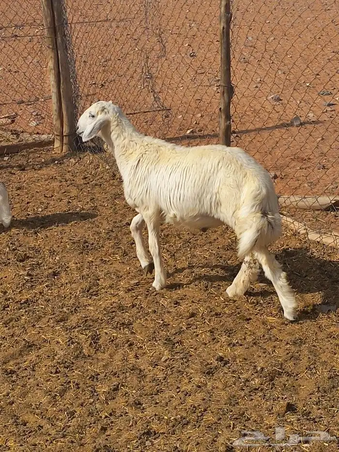 طلي حري طيب 2