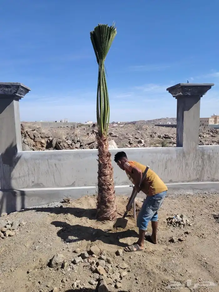 نخل للبيع مثمر  -.وزينه الواشنطني 1