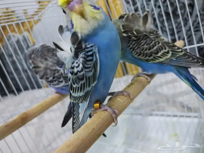 بادجي هوقو 2