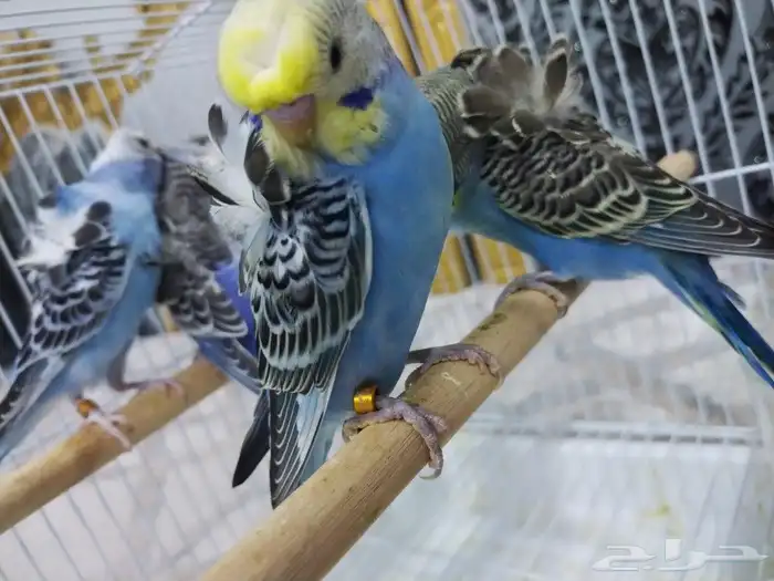 بادجي هوقو 5