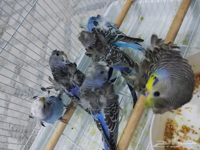 بادجي هوقو 8