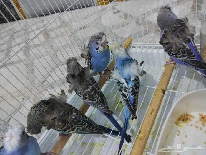 بادجي هوقو 6