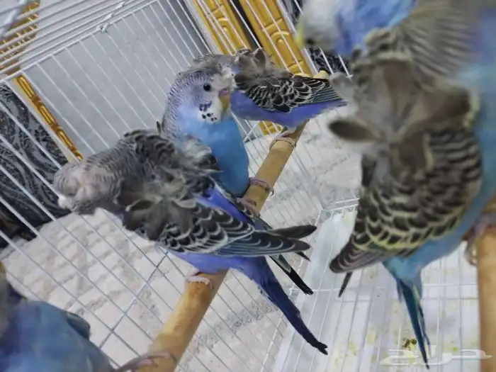 بادجي هوقو 0