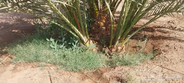 نخل القصيم نخيل القصيم نخل المدينه المنوره 1