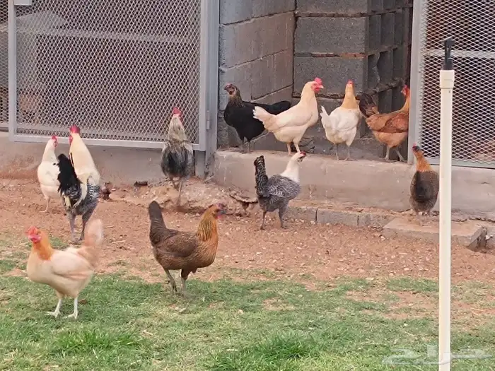 بيض بلدي فيومي تلقيط يومي اكل أو تفقيس 3