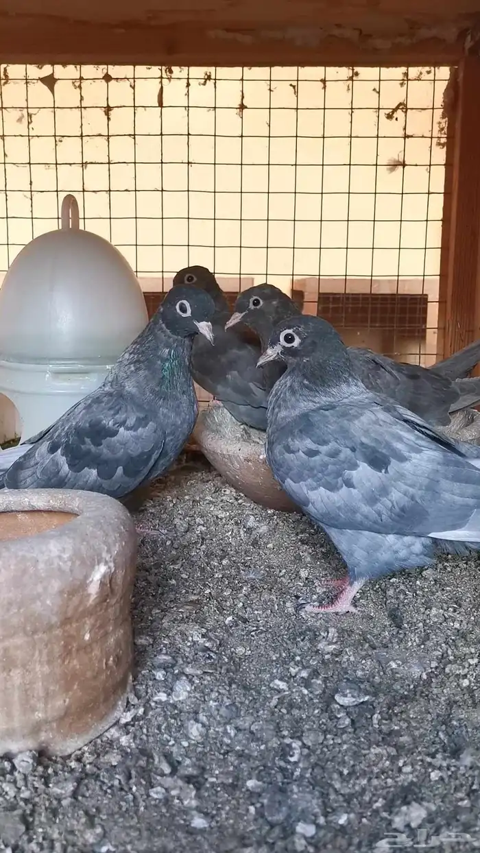 طبتين صنعاني 4 حبات اندونيشين لون مميز فاخر 5