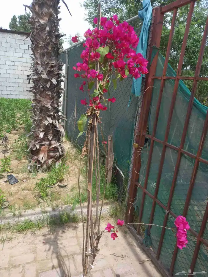 تنسيق الحديق أشجار الزهور الزراعه النخل في الدمام القطيف الخ 1