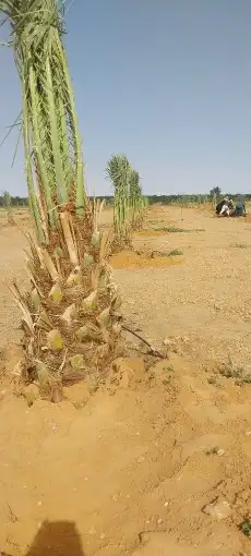 نخل القصيم نخيل القصيم نخل المدينه المنوره 9