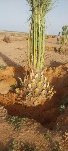 نخل القصيم نخيل القصيم نخل المدينه المنوره 8