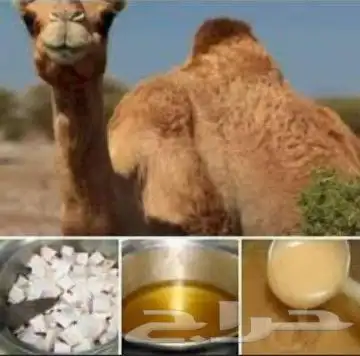 ودك الجمل 0