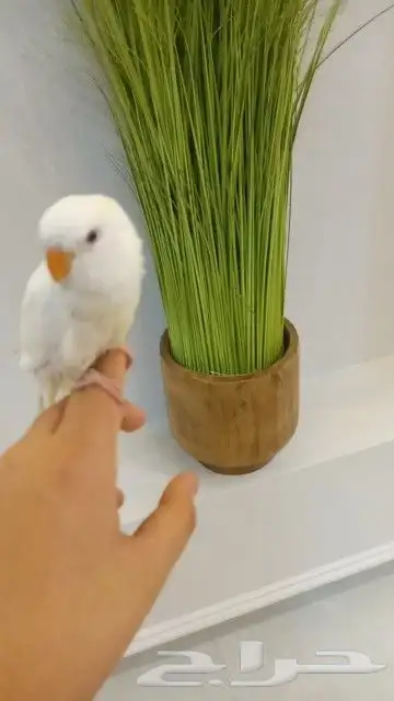 طير روز مفقود حي المنتزه 3