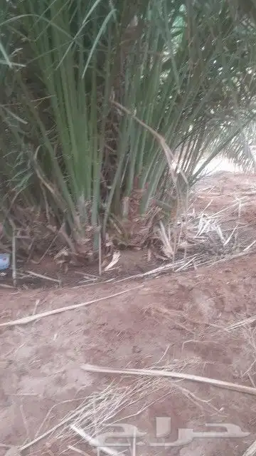 نخل القصيم نخيل القصيم نخل المدينه المنوره 3