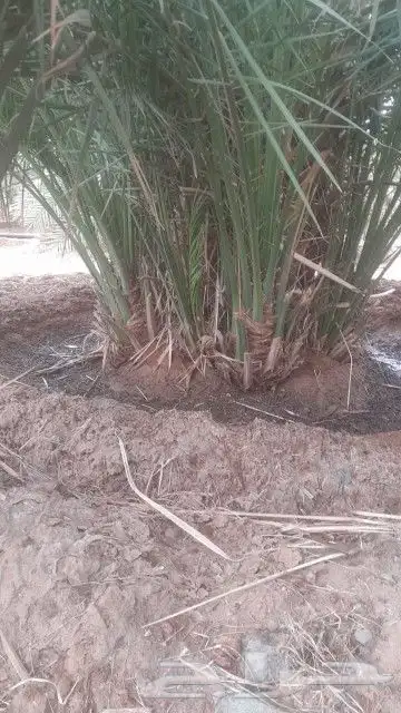 نخل القصيم نخيل القصيم نخل المدينه المنوره 2