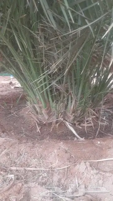 نخل القصيم نخيل القصيم نخل المدينه المنوره 6