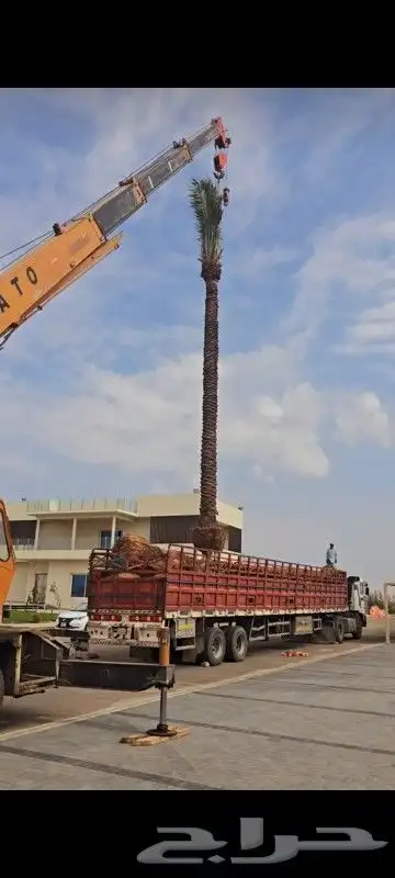 نخيل نخل مقاول شبوك شبك 6