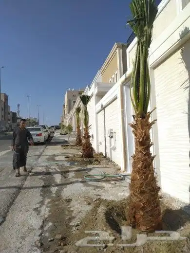 يوجد لدين جميع انواع انخيل زينه الوشنطني 3