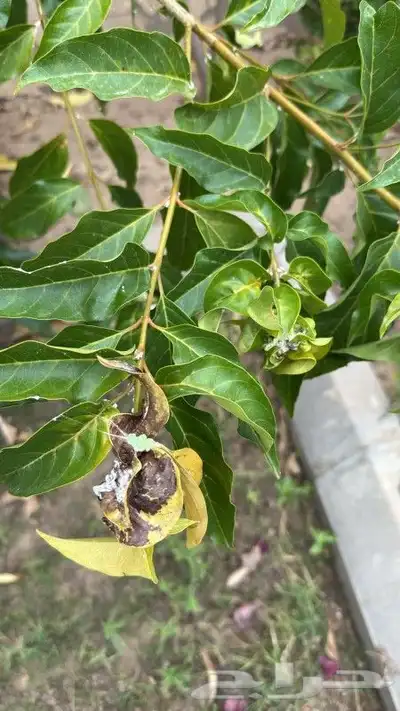 معلم زراعه وجميع انواع الزراعه 1