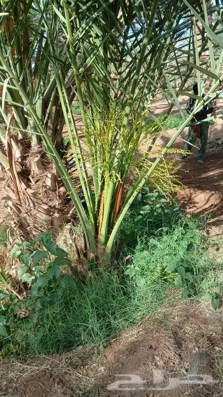متوفر فسائل للبيع روثان وبرني العيص وبرني 3