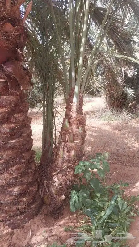 نخل القصيم نخيل القصيم نخل المدينه المنوره 7