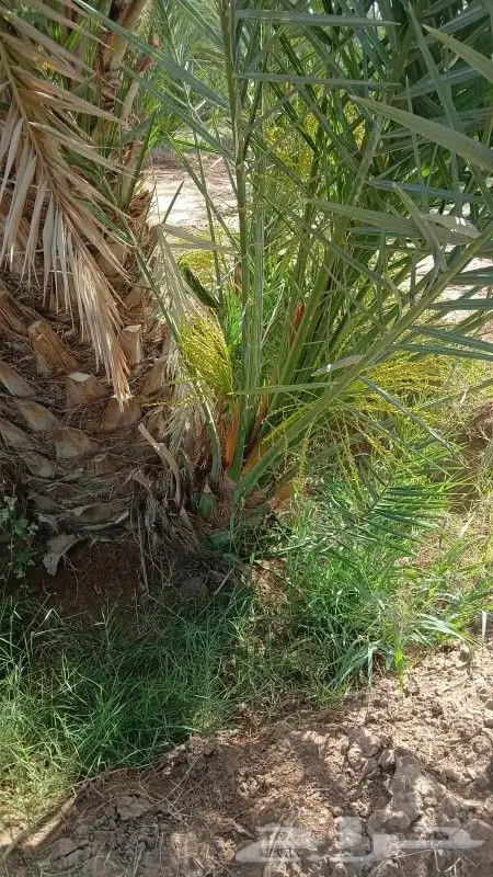 متوفر فسائل للبيع روثان وبرني العيص وبرني 2