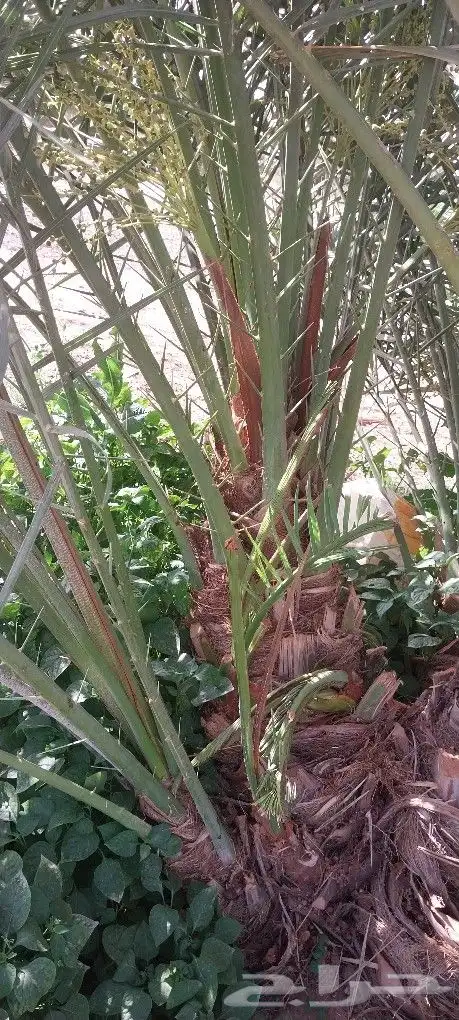 نخل القصيم نخيل القصيم نخل المدينه المنوره 0