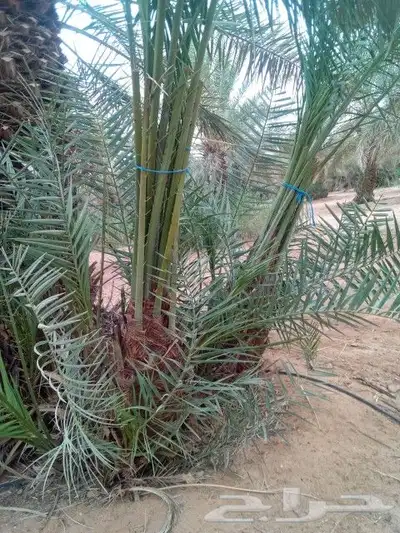نعمل جميع اشغال النخيل 2
