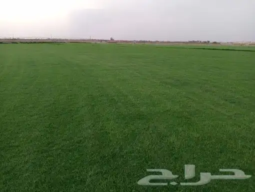 ثيل سئ 2000صافي وطبيعي الموقع الخرج 0