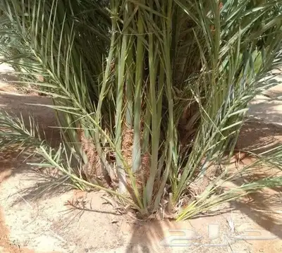 نعمل جميع اشغال النخيل و نخل للبيع 4