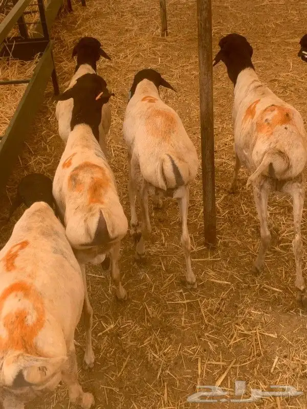 مزارعنا الباحه ومكه والرياض والخرج وتبوك حشوان وبربري تربيه 4