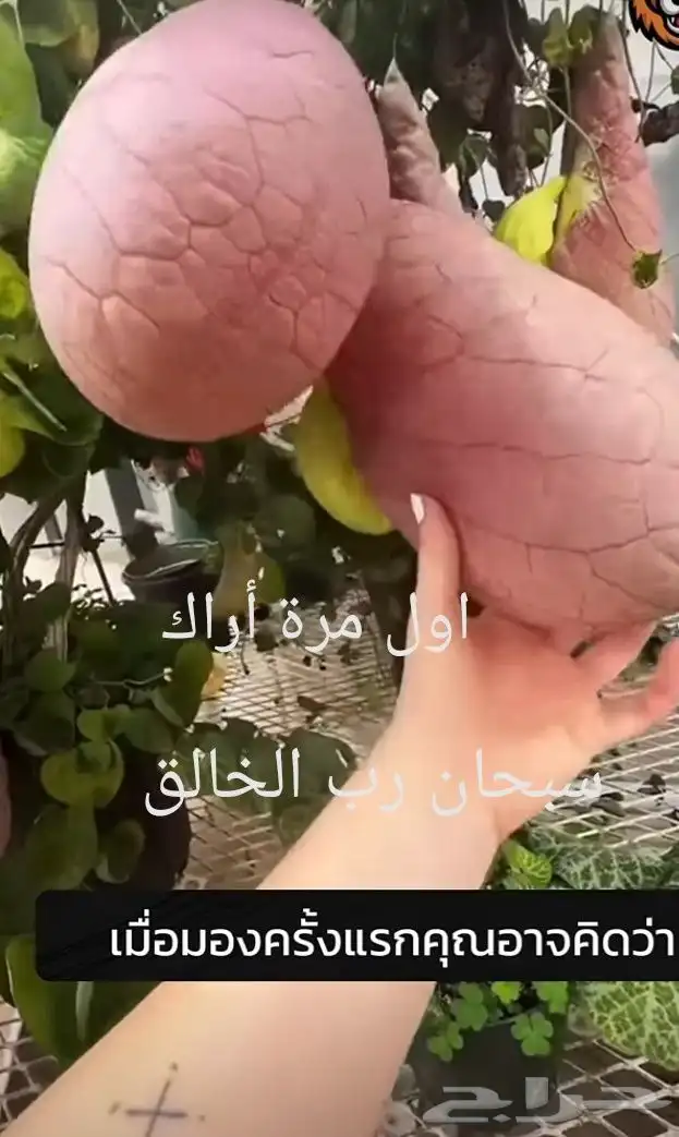 شتلات موز تايلندي قصير بلغة ماليزيا  awak قصير وغير للطلبية 31