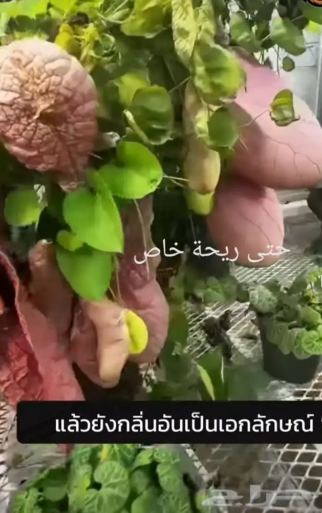شتلات موز تايلندي قصير بلغة ماليزيا  awak قصير وغير للطلبية 23