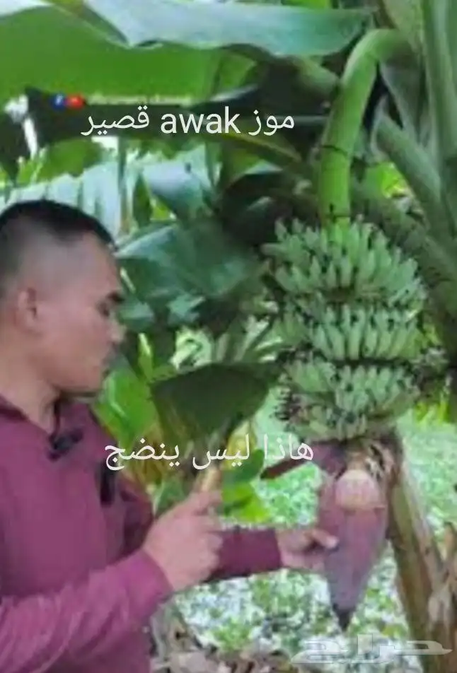شتلات موز تايلندي قصير بلغة ماليزيا  awak قصير وغير للطلبية 1