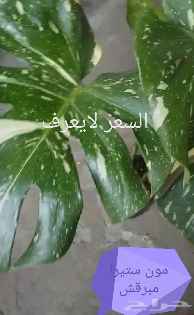 شتلات موز تايلندي قصير بلغة ماليزيا  awak قصير وغير للطلبية 34