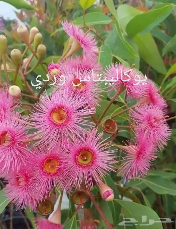 شتلات موز تايلندي قصير بلغة ماليزيا  awak قصير وغير للطلبية 33