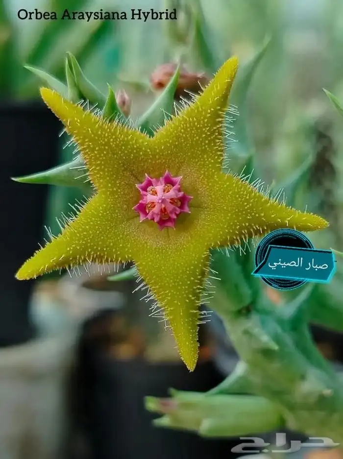 شتلات موز تايلندي قصير بلغة ماليزيا  awak قصير وغير للطلبية 44