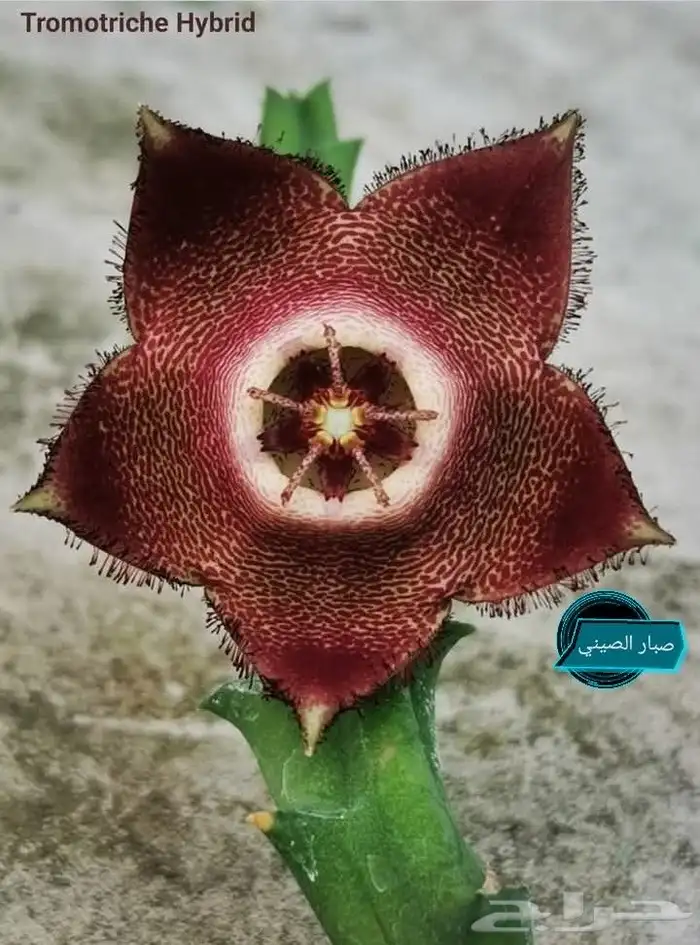شتلات موز تايلندي قصير بلغة ماليزيا  awak قصير وغير للطلبية 49