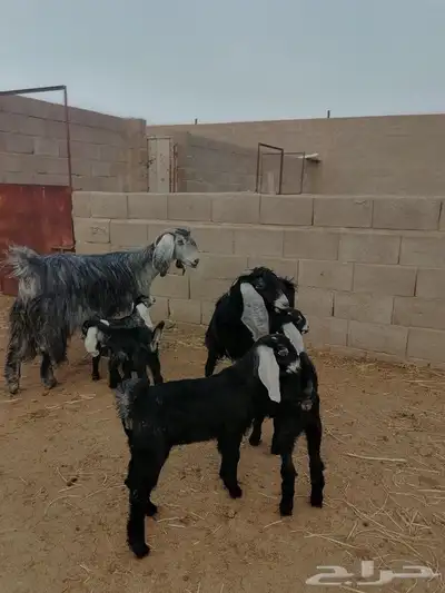 معزا مواليد متاويم 4