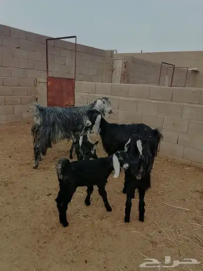 معزا مواليد متاويم 0