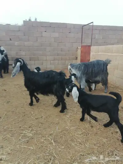 معزا مواليد متاويم 5