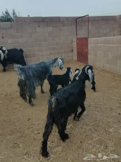 معزا مواليد متاويم 2