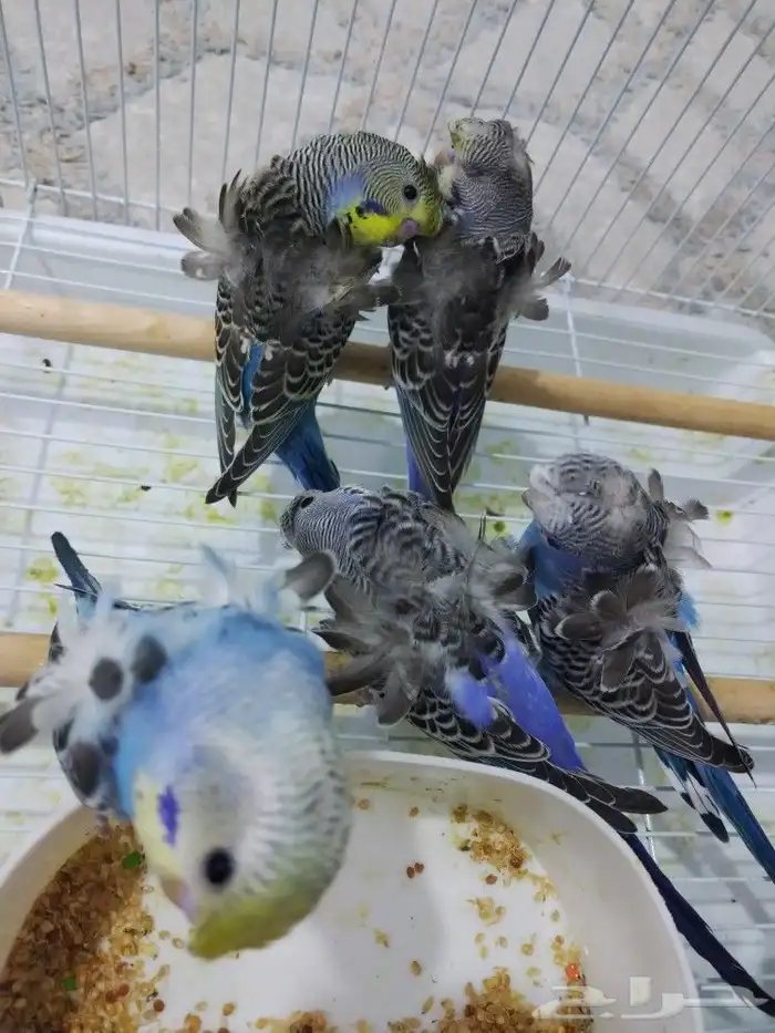 بادجي هوقو 7